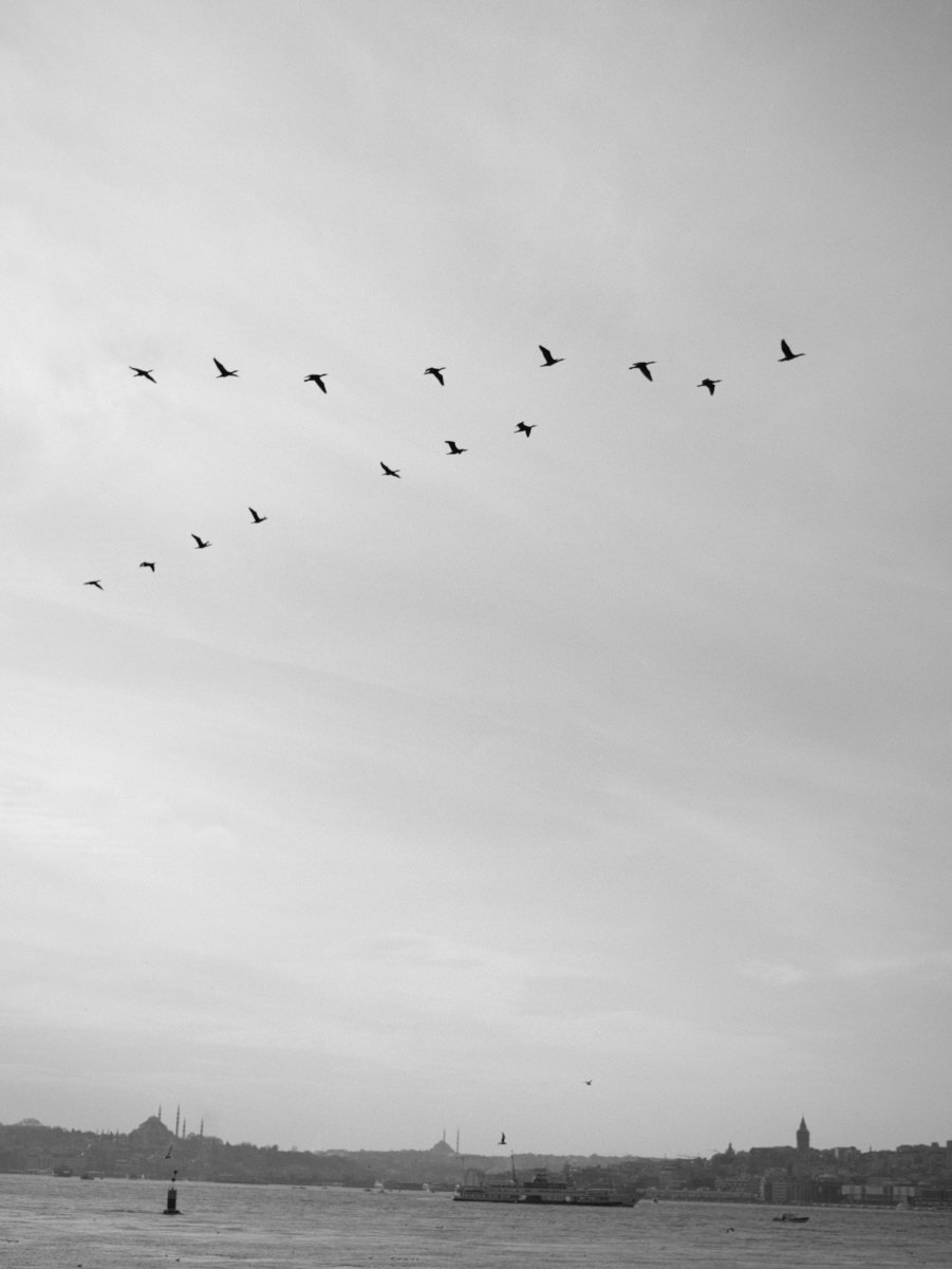 Migration over the skies. Üsküdar.