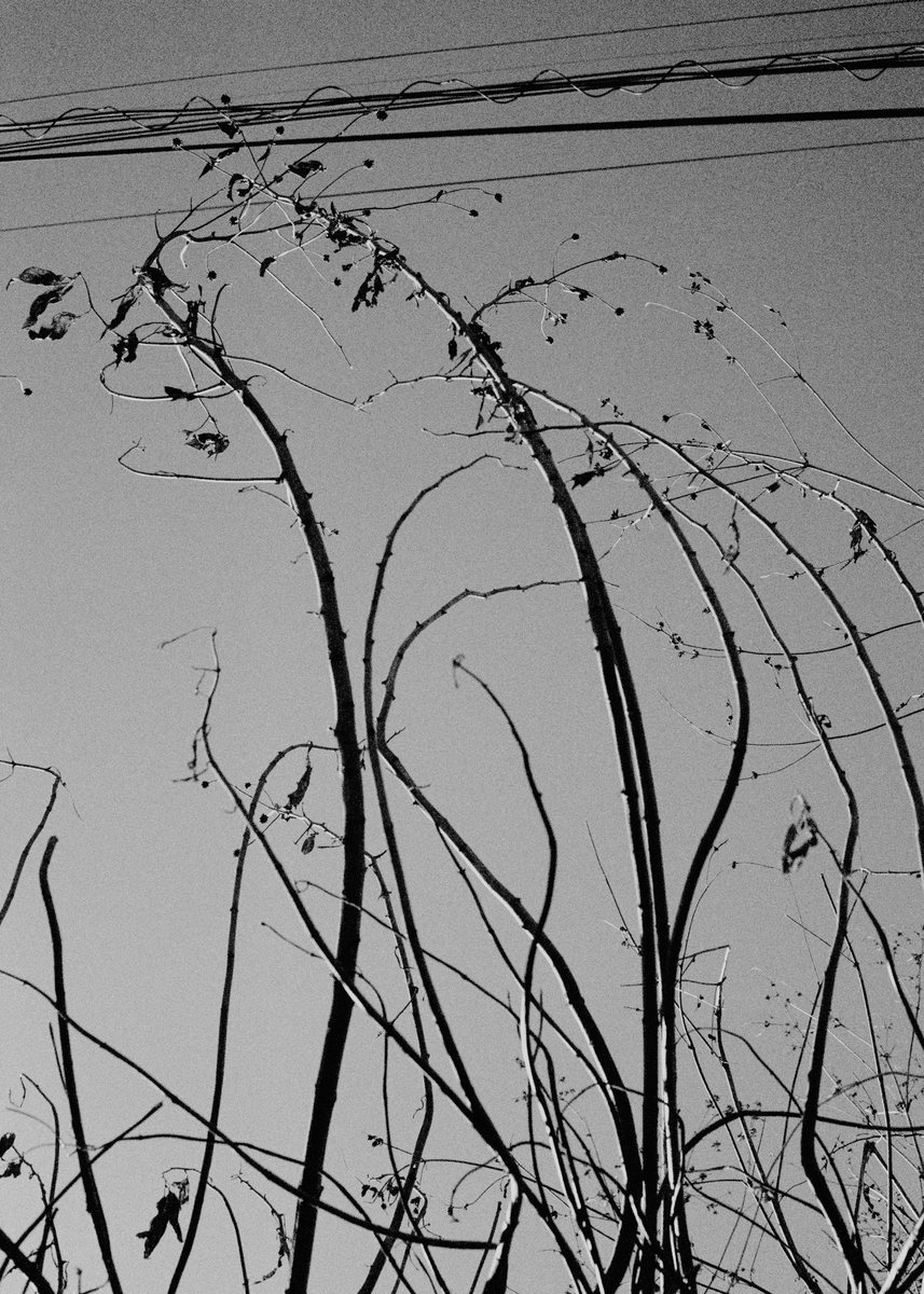 Dry stems against the wires.